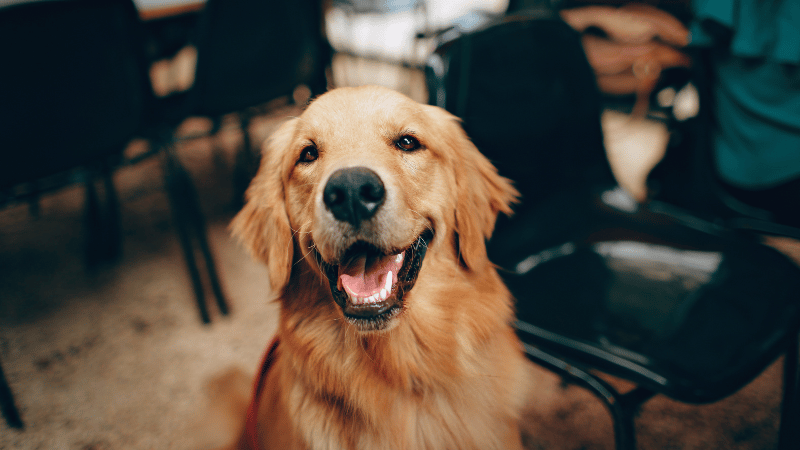 Dining Out: Pet-Friendly Patios Around Chattanooga, TN | Crye-Leike Real Estate Services